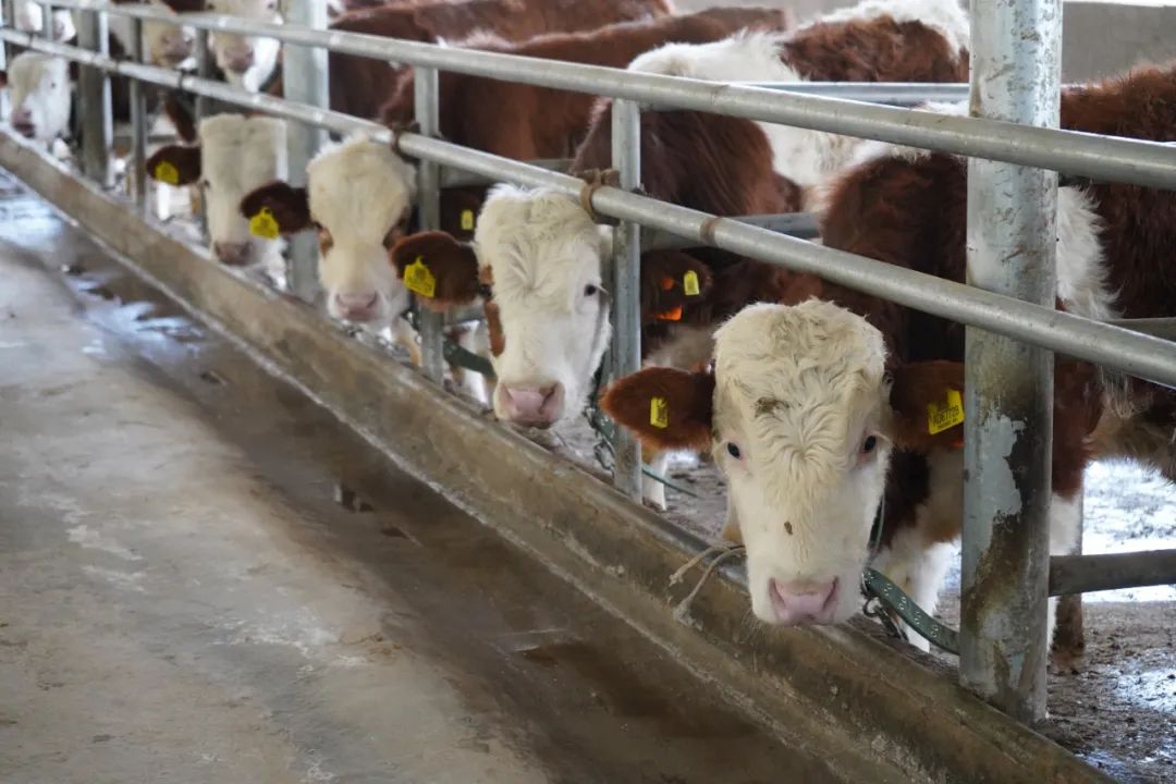 Shanghai Zhengcheng Contracts Yuexiu Huishan 11 Ranch Concentrate Storage System Upgrade Project